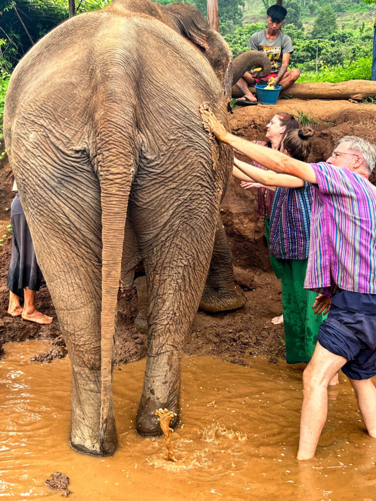 Mud baths are healthy for elephants in Thailand.