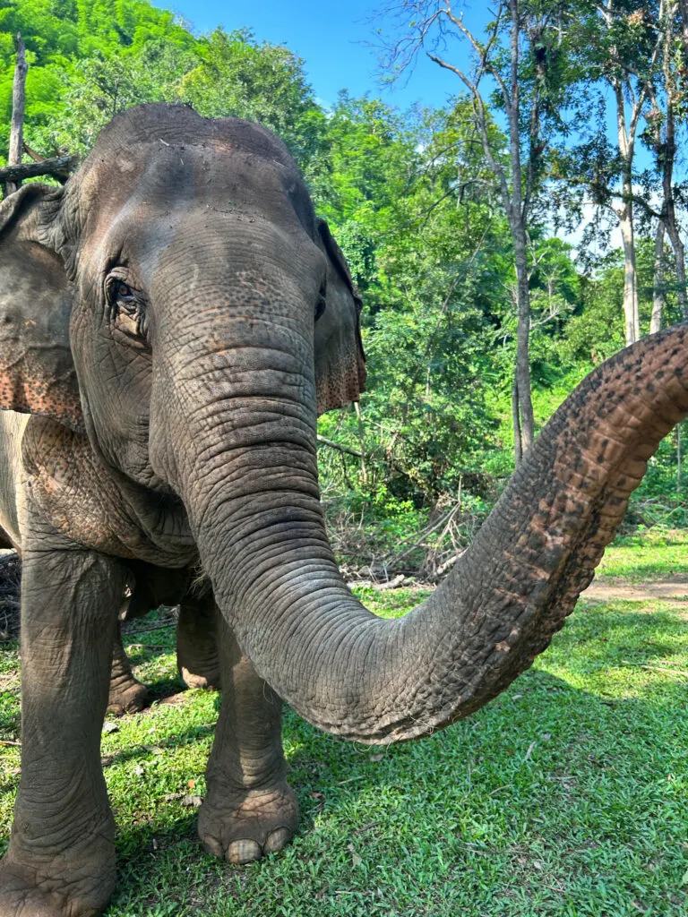 An elephant reaching out to visitors at an ethical elephant sanctuary in Thailand.
