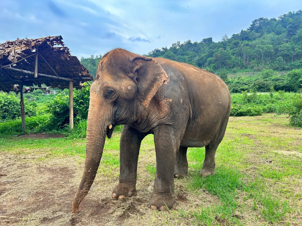 A beautiful rescued elephant who will spend the rest of her life in a Thai elephant sanctuary.