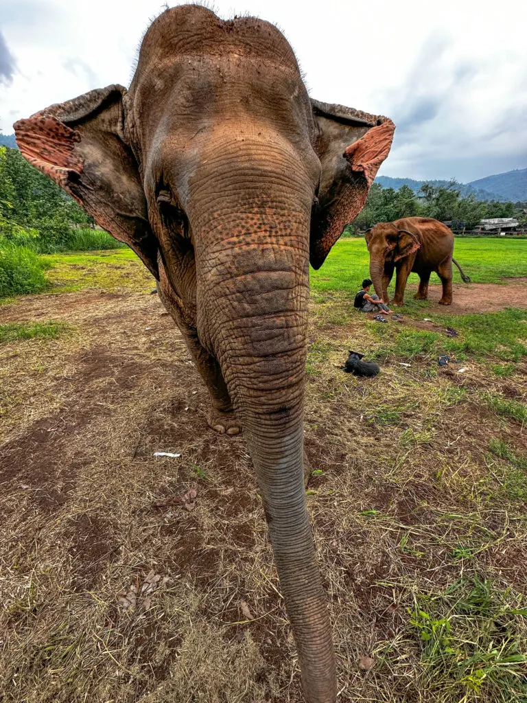 Meeting the sanctuary elephants for the first time.